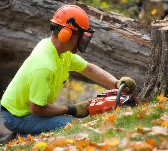 tree services Dunellen